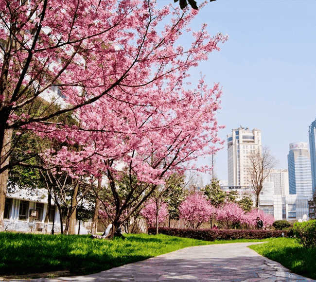 HUST Cherry Blossoms