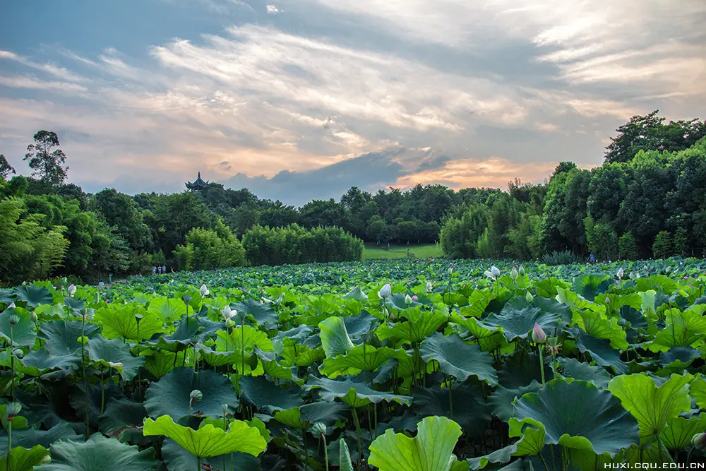 Chongqing University lake and lotus