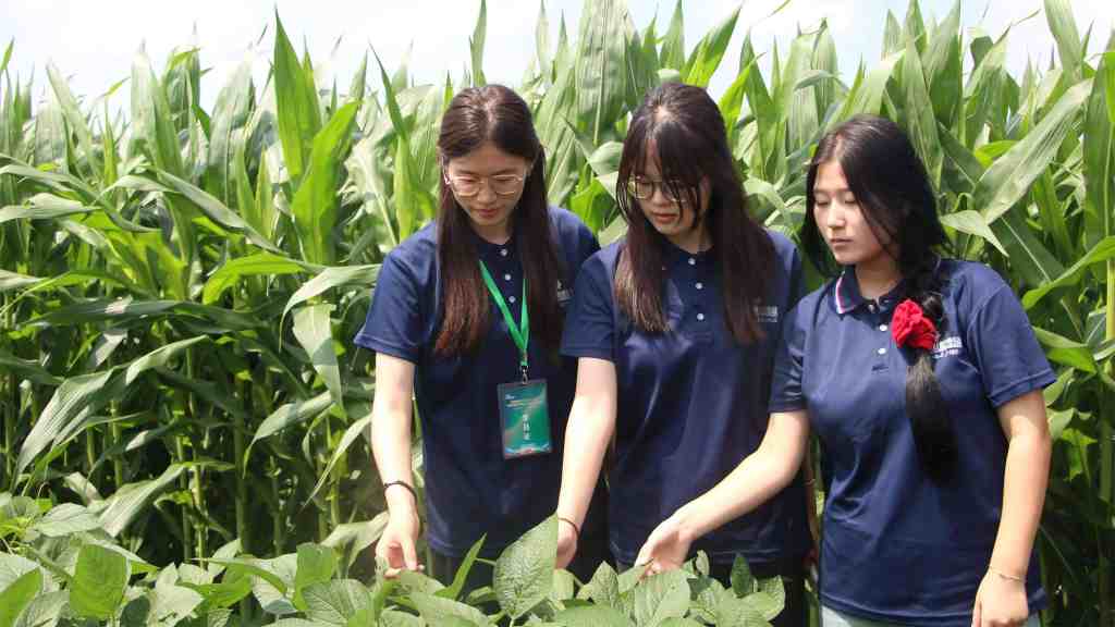 Henan Agricultural University Students