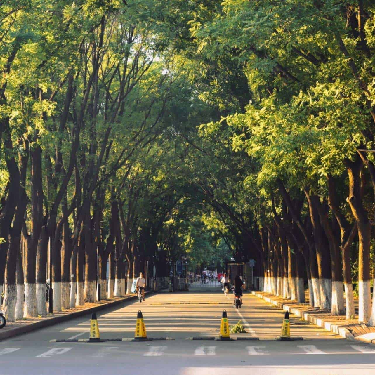 Beijing Forestry University Avenue