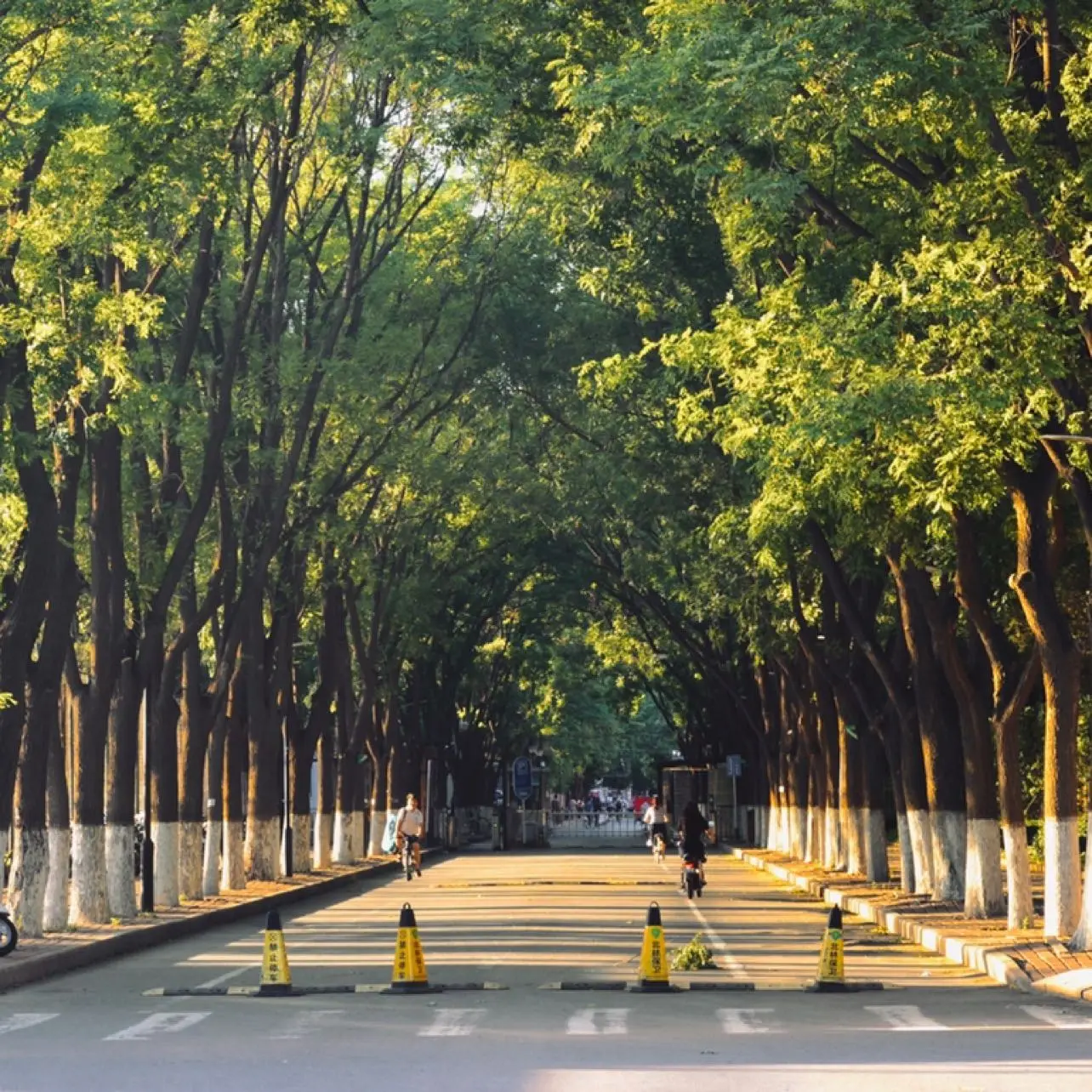 Beijing Forestry University Avenue
