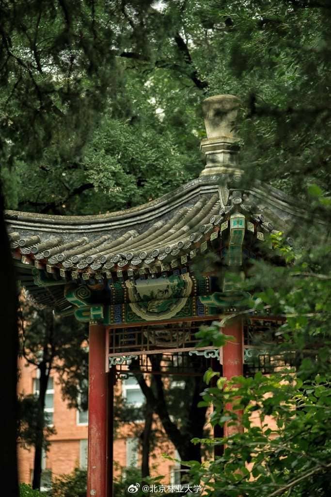 Beijing Forestry University Pavilion