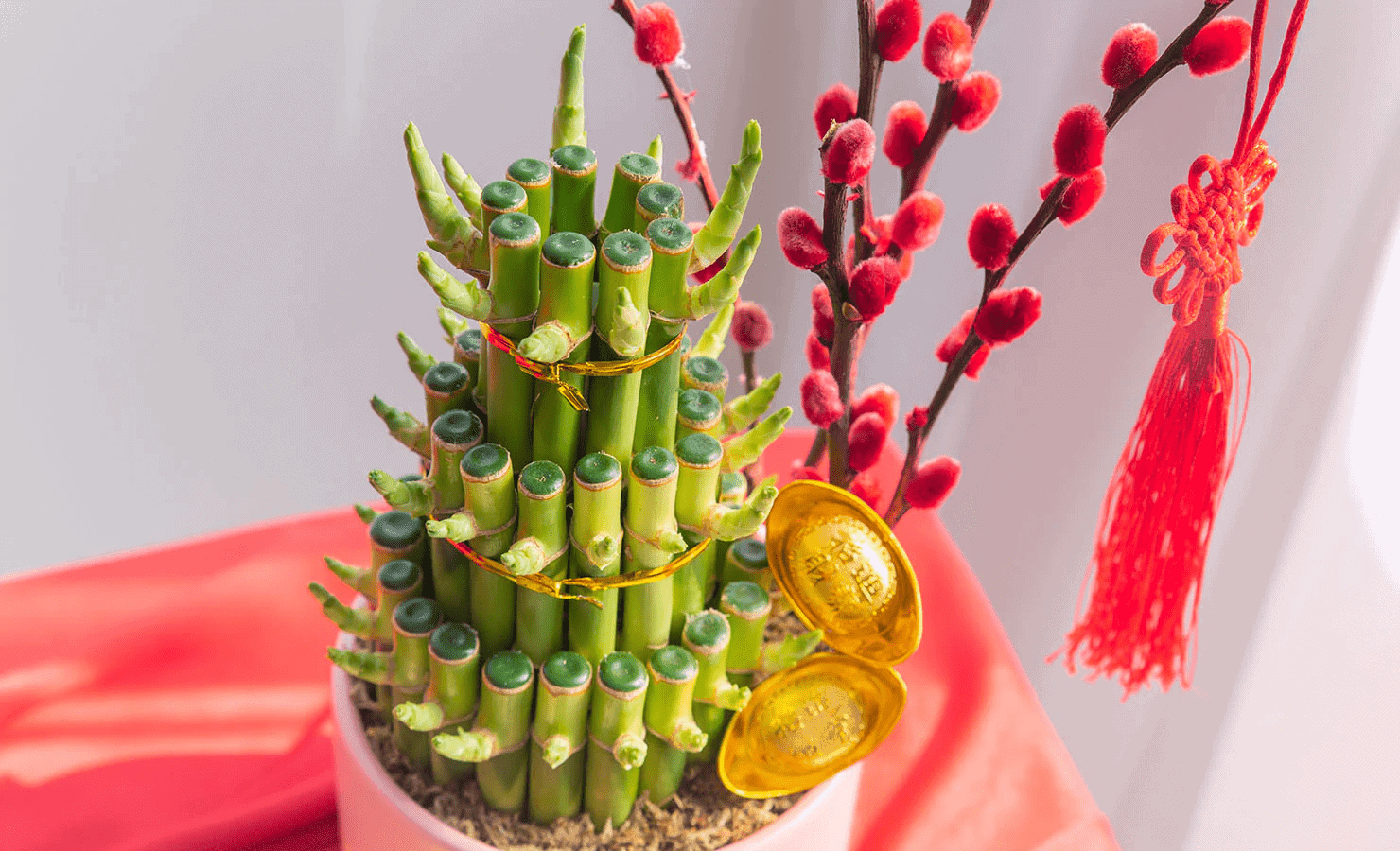 lucky plants as chinese new year gifts