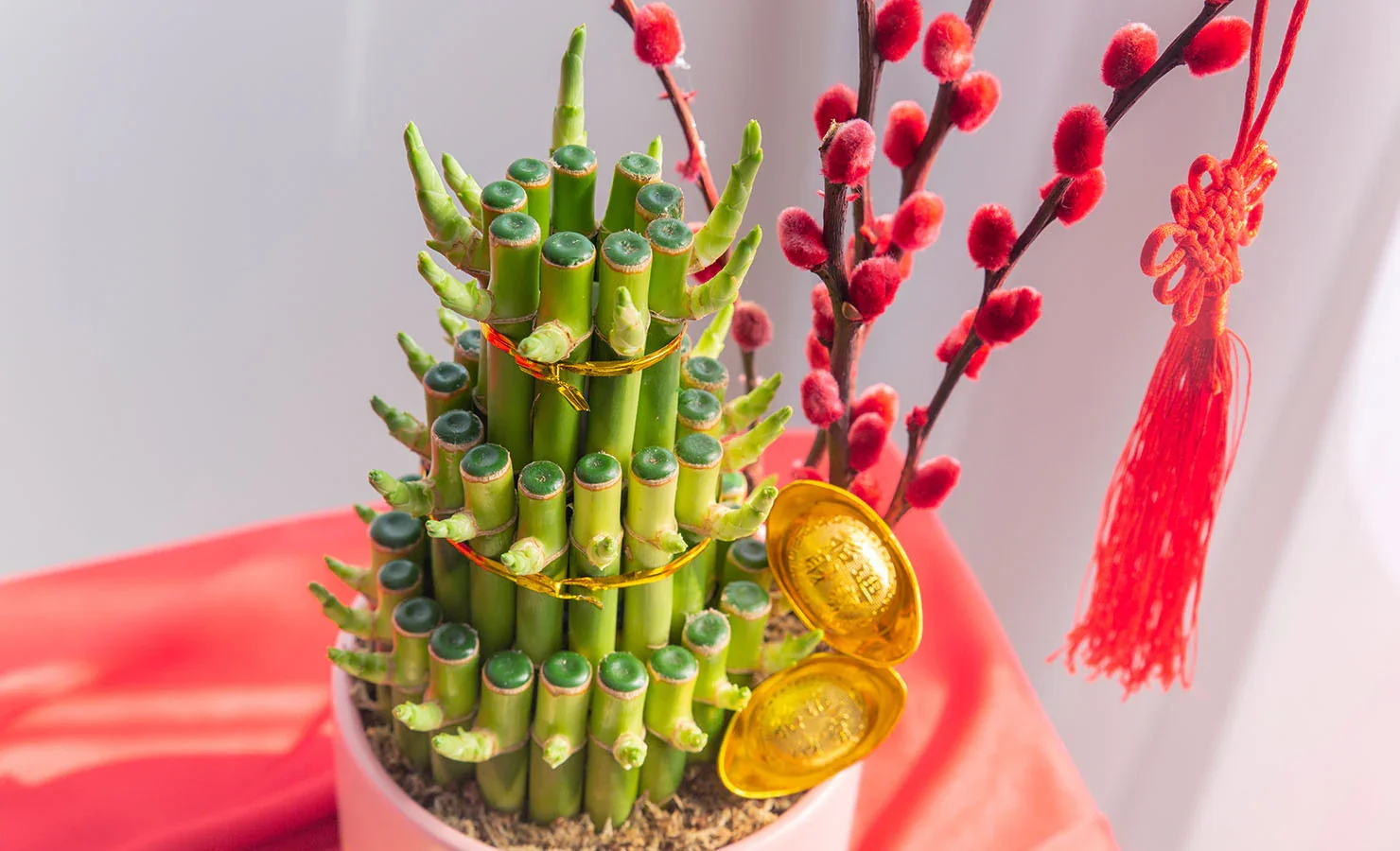 lucky plants as chinese new year gifts