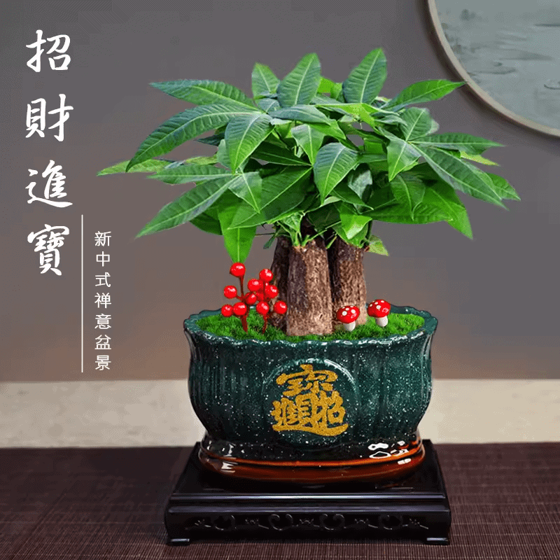 attract wealth plant 