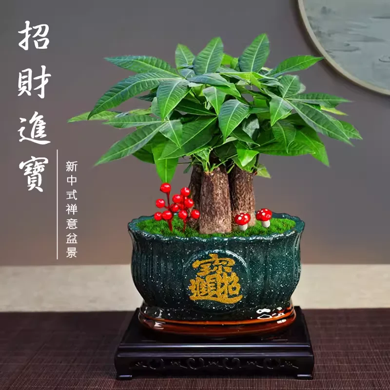attract wealth plant 
